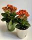 Kalanchoe flower ծաղիկների | ծաղկեպսակների առաքում Երևան Kalanchoe flower ծաղիկների | ծաղկեպսակների առաքում Երևան