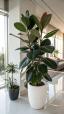 Ficus ծաղիկների | ծաղկեպսակների առաքում Երևան Ficus ծաղիկների | ծաղկեպսակների առաքում Երևան