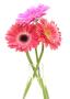 Gerbera ծաղիկների | ծաղկեպսակների առաքում Երևան Gerbera ծաղիկների | ծաղկեպսակների առաքում Երևան