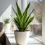 Sansevieria ծաղիկների | ծաղկեպսակների առաքում Երևան Sansevieria ծաղիկների | ծաղկեպսակների առաքում Երևան