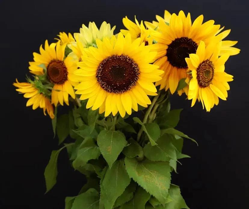 Sunflower | ծաղիկներ, ծաղկեպսակներ, բույսեր Երևան Sunflower | ծաղիկներ, ծաղկեպսակներ, բույսեր Երևան