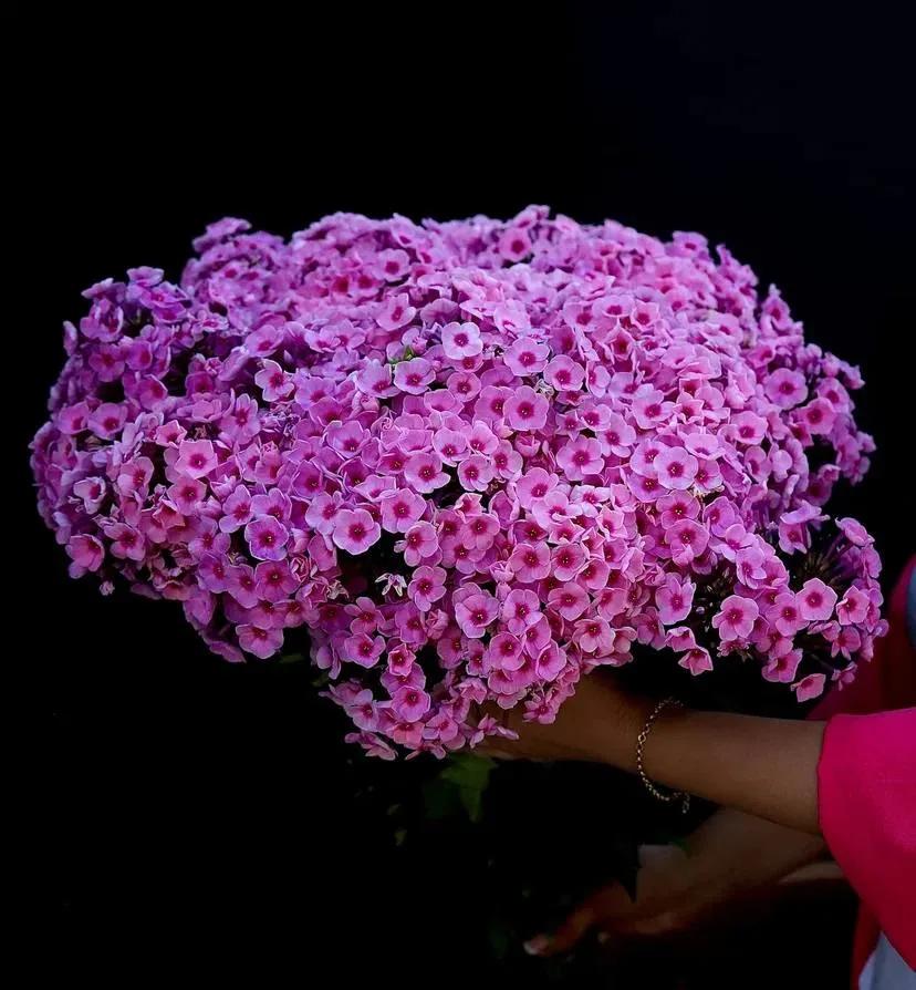 A bunch of phlox | ծաղիկներ, ծաղկեպսակներ, բույսեր Երևան A bunch of phlox | ծաղիկներ, ծաղկեպսակներ, բույսեր Երևան