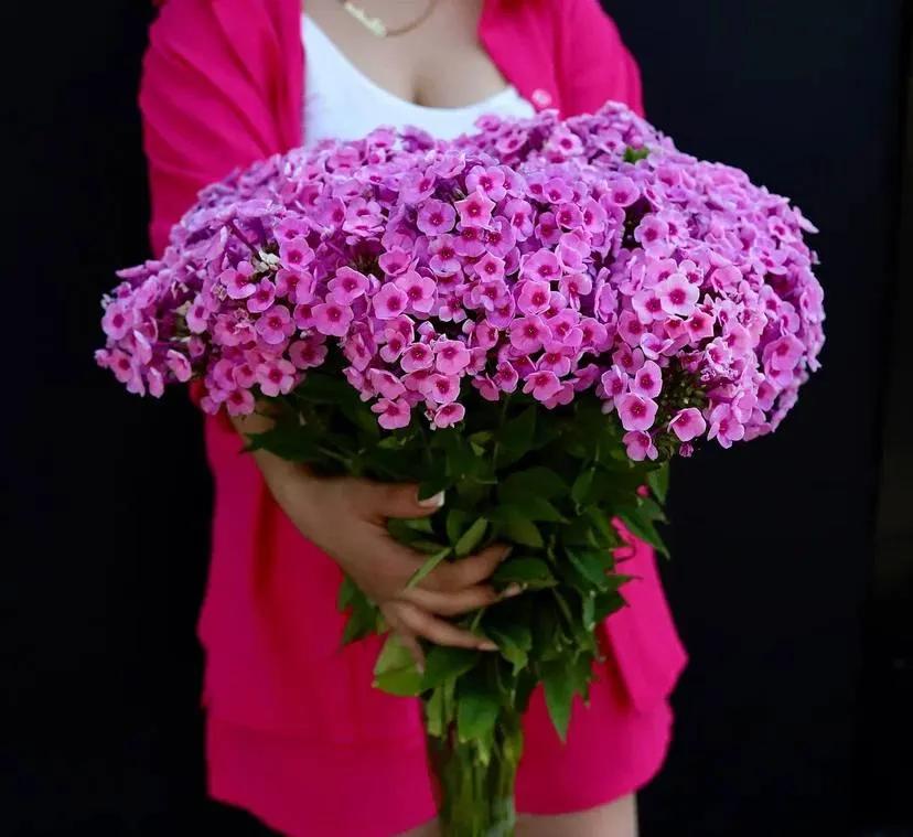 A bunch of phlox | ծաղիկներ, ծաղկեպսակներ, բույսեր Երևան A bunch of phlox | ծաղիկներ, ծաղկեպսակներ, բույսեր Երևան