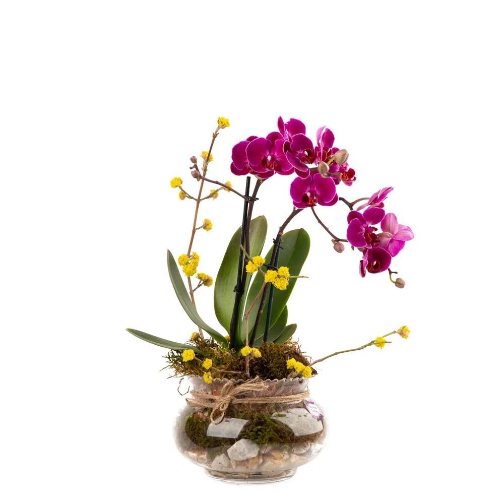 Composition with orchids (Multi) | ծաղիկներ, ծաղկեպսակներ, բույսեր - առաքում Երևան Composition with orchids (Multi) | ծաղիկներ, ծաղկեպսակներ, բույսեր - առաքում Երևան