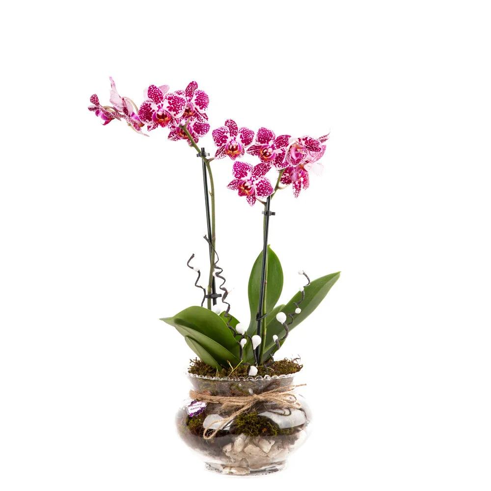 Composition with orchids (Multi) | ծաղիկներ, ծաղկեպսակներ, բույսեր - առաքում Երևան Composition with orchids (Multi) | ծաղիկներ, ծաղկեպսակներ, բույսեր - առաքում Երևան
