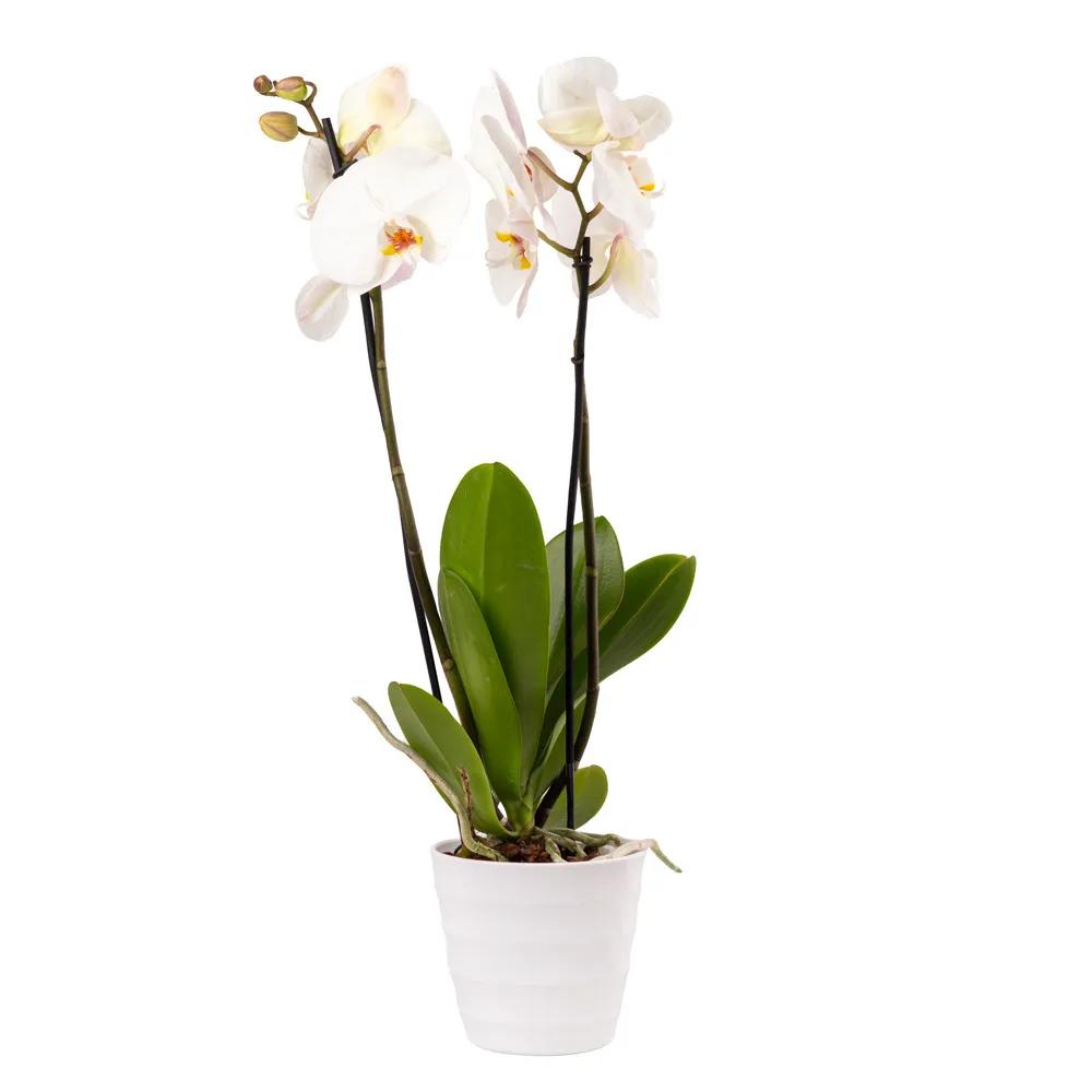 Orchid with decorative caspo | ծաղիկներ, ծաղկեպսակներ, բույսեր Երևան Orchid with decorative caspo | ծաղիկներ, ծաղկեպսակներ, բույսեր Երևան