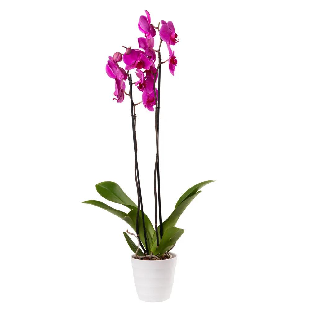 Orchid with decorative caspo | ծաղիկներ, ծաղկեպսակներ, բույսեր Երևան Orchid with decorative caspo | ծաղիկներ, ծաղկեպսակներ, բույսեր Երևան