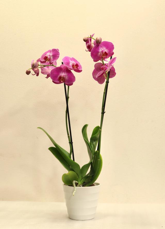 Orchid | ծաղիկներ, ծաղկեպսակներ, բույսեր - առաքում Երևան Orchid | ծաղիկներ, ծաղկեպսակներ, բույսեր - առաքում Երևան