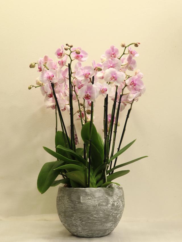 Composition with orchids | ծաղիկներ, ծաղկեպսակներ, բույսեր - առաքում Երևան Composition with orchids | ծաղիկներ, ծաղկեպսակներ, բույսեր - առաքում Երևան