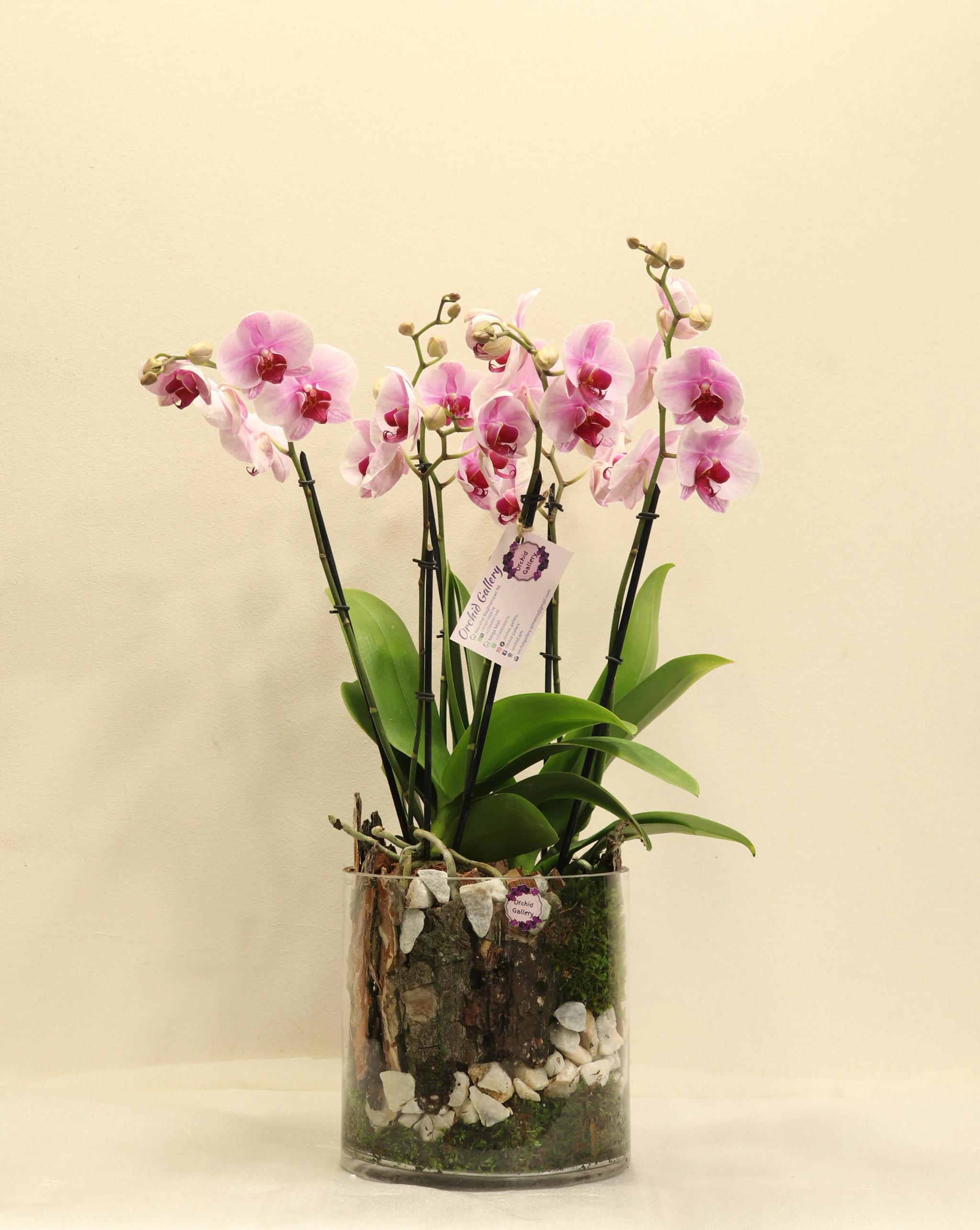 Composition with orchids | ծաղիկներ, ծաղկեպսակներ, բույսեր Երևան Composition with orchids | ծաղիկներ, ծաղկեպսակներ, բույսեր Երևան