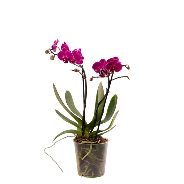 With orchids (Multi) | ծաղիկներ, ծաղկեպսակներ, բույսեր - առաքում Երևան With orchids (Multi) | ծաղիկներ, ծաղկեպսակներ, բույսեր - առաքում Երևան