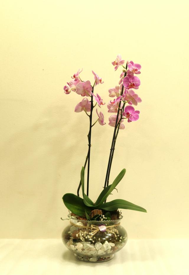 Orchid Composition | ծաղիկներ, ծաղկեպսակներ, բույսեր - առաքում Երևան Orchid Composition | ծաղիկներ, ծաղկեպսակներ, բույսեր - առաքում Երևան