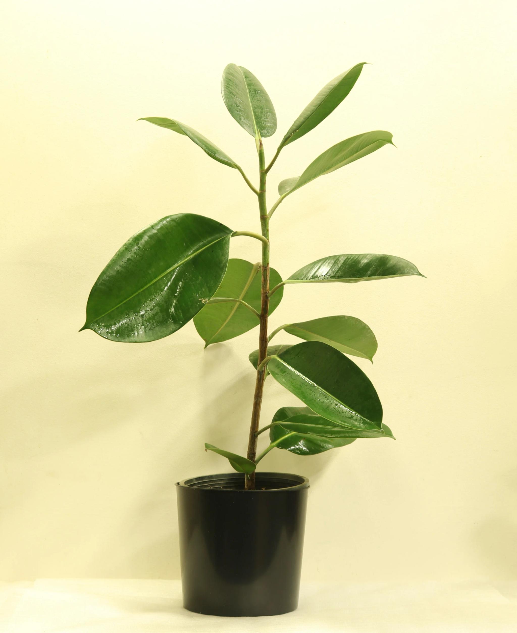 Ficus elastica | ծաղիկներ, ծաղկեպսակներ, բույսեր Երևան Ficus elastica | ծաղիկներ, ծաղկեպսակներ, բույսեր Երևան