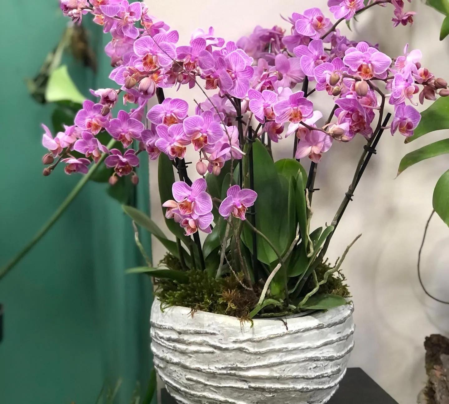 Composition with orchids | ծաղիկներ, ծաղկեպսակներ, բույսեր Երևան Composition with orchids | ծաղիկներ, ծաղկեպսակներ, բույսեր Երևան