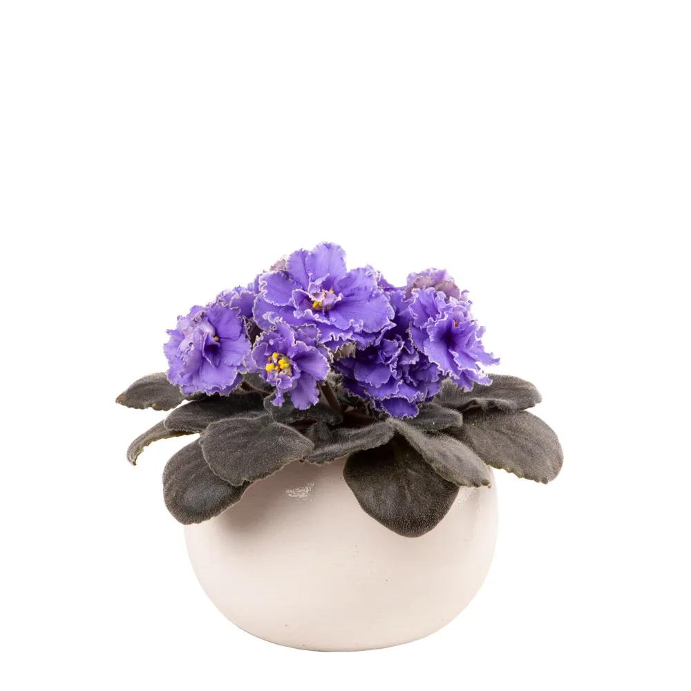 Violet | ծաղիկներ, ծաղկեպսակներ, բույսեր Երևան Violet | ծաղիկներ, ծաղկեպսակներ, բույսեր Երևան