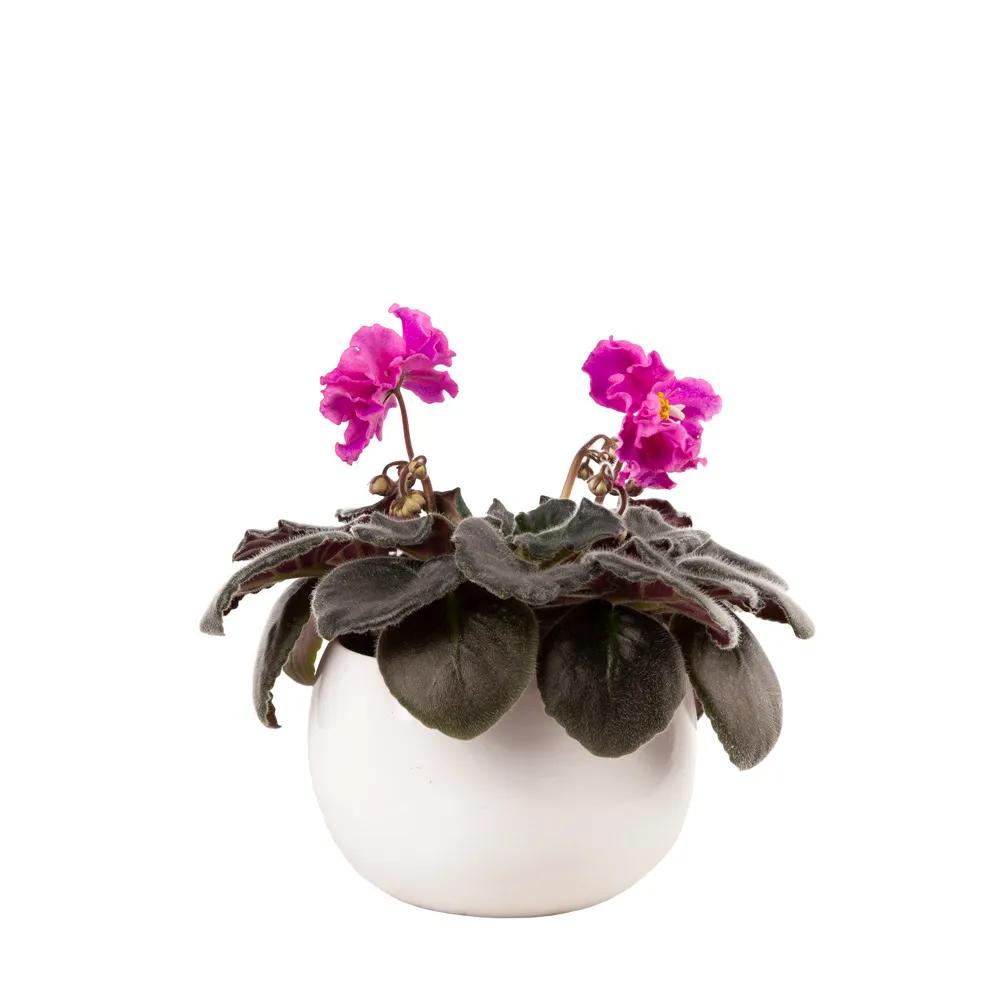 Violet | ծաղիկներ, ծաղկեպսակներ, բույսեր - առաքում Երևան Violet | ծաղիկներ, ծաղկեպսակներ, բույսեր - առաքում Երևան