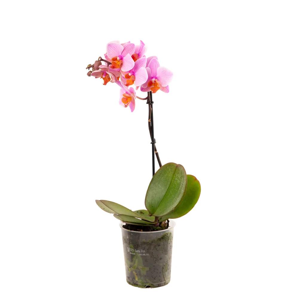 Orchid (multi) | ծաղիկներ, ծաղկեպսակներ, բույսեր Երևան Orchid (multi) | ծաղիկներ, ծաղկեպսակներ, բույսեր Երևան