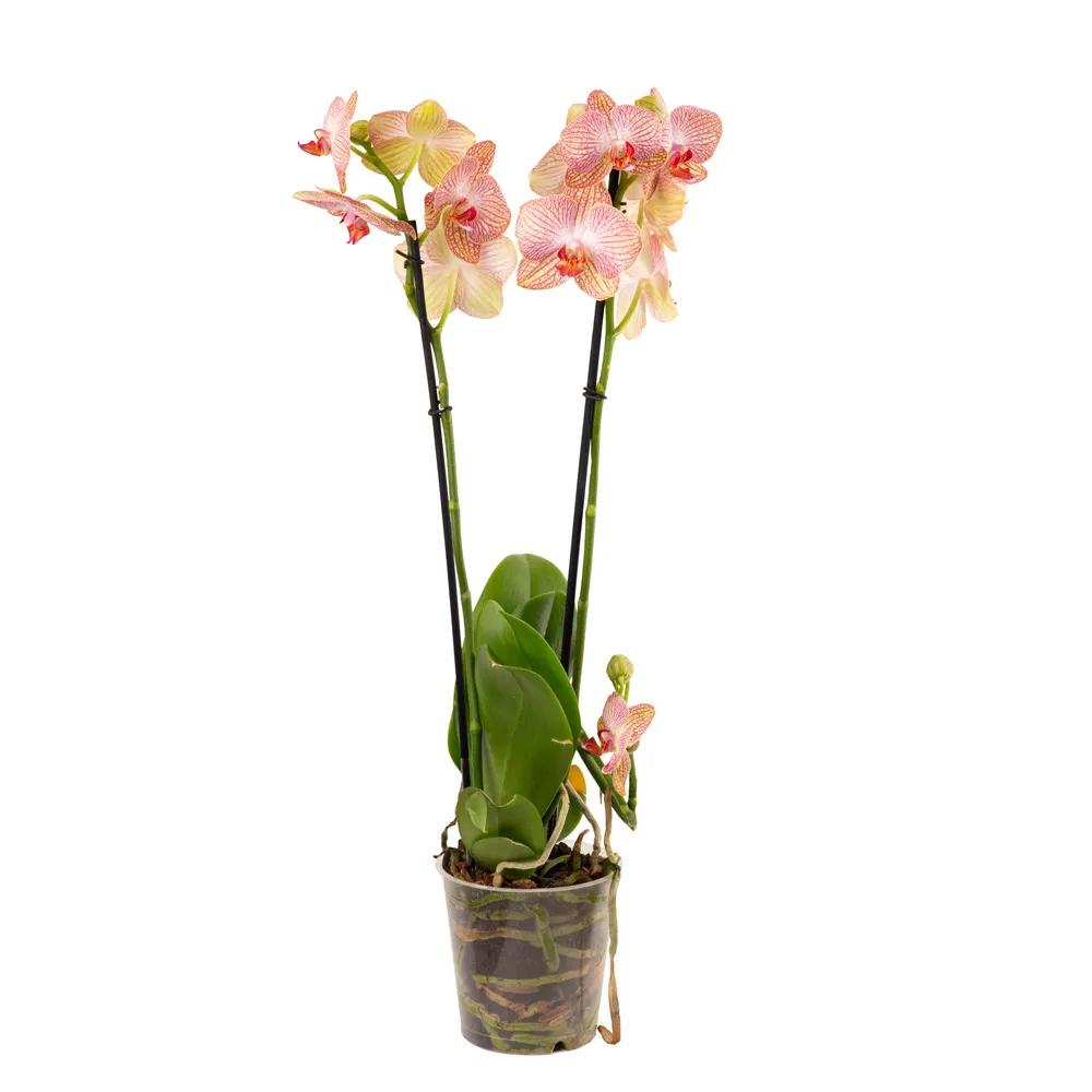 Orchid | ծաղիկներ, ծաղկեպսակներ, բույսեր Երևան Orchid | ծաղիկներ, ծաղկեպսակներ, բույսեր Երևան