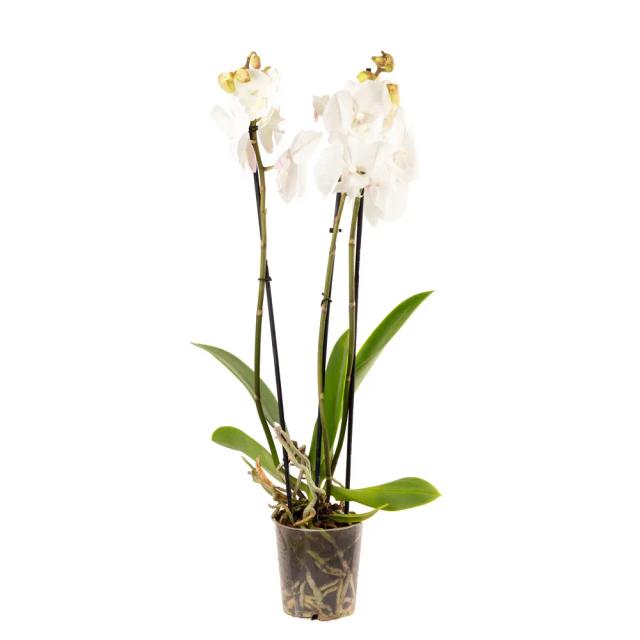 White Orchid | ծաղիկներ, ծաղկեպսակներ, բույսեր - առաքում Երևան White Orchid | ծաղիկներ, ծաղկեպսակներ, բույսեր - առաքում Երևան