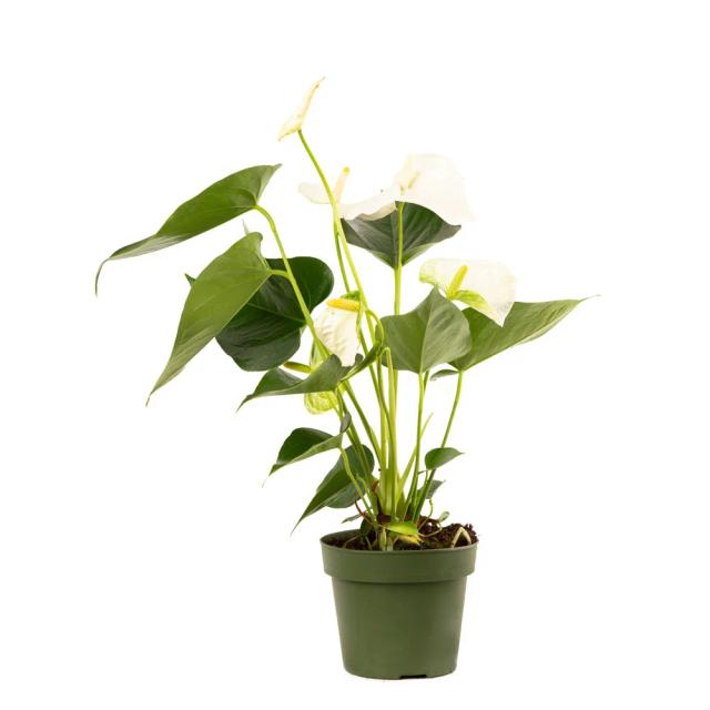 White Calla | ծաղիկներ, ծաղկեպսակներ, բույսեր - առաքում Երևան White Calla | ծաղիկներ, ծաղկեպսակներ, բույսեր - առաքում Երևան