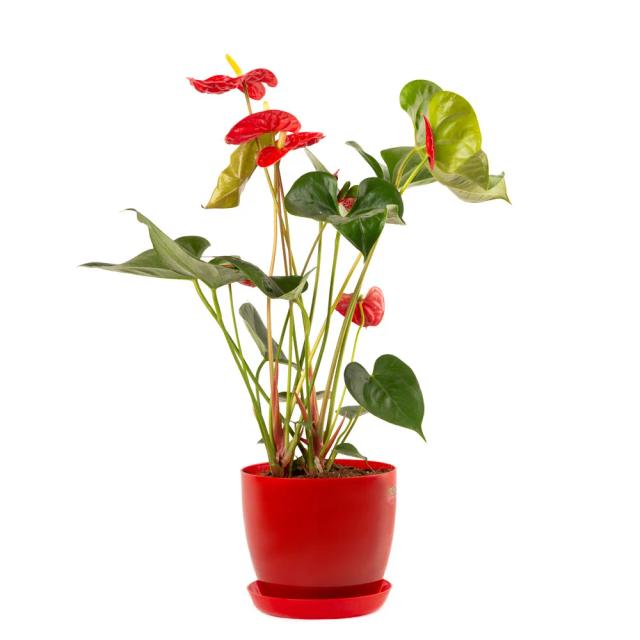 Red Anthurium | ծաղիկներ, ծաղկեպսակներ, բույսեր - առաքում Երևան Red Anthurium | ծաղիկներ, ծաղկեպսակներ, բույսեր - առաքում Երևան