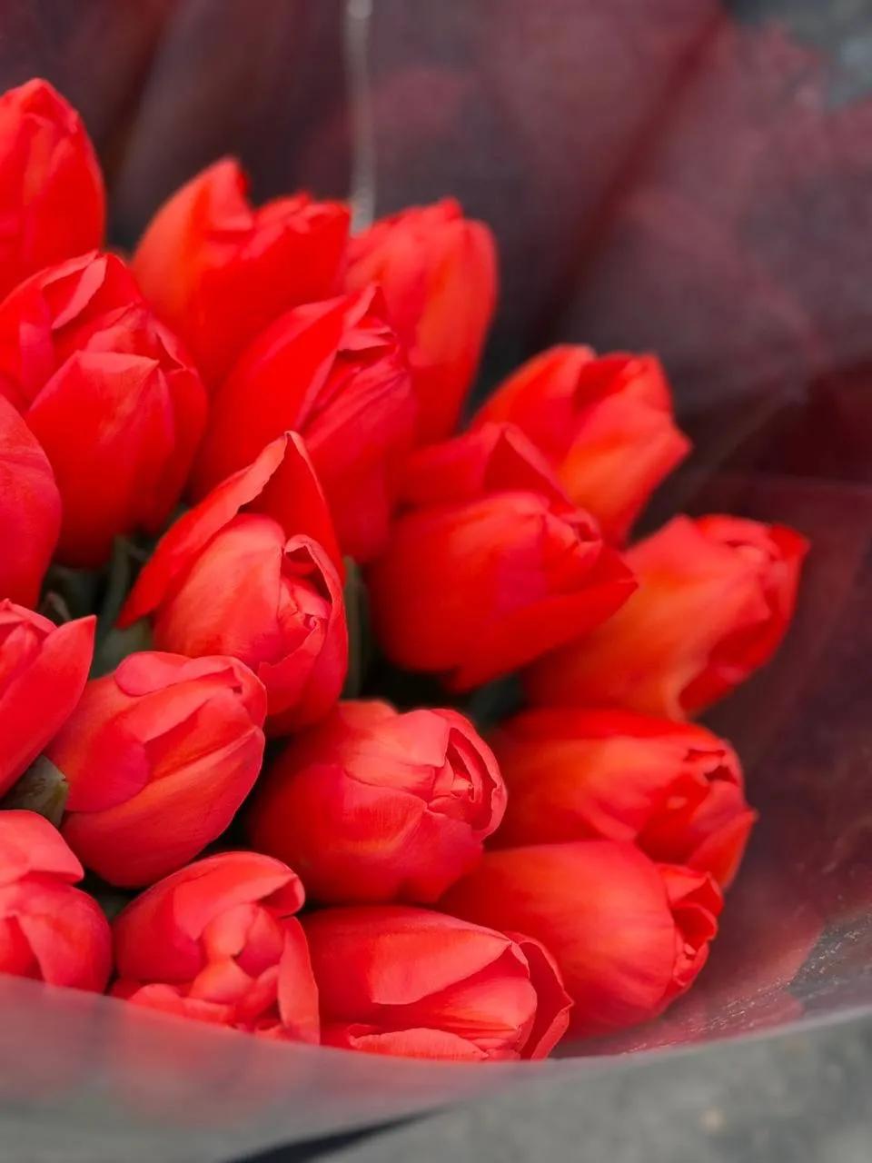 Red tulips | ծաղիկներ, ծաղկեպսակներ, բույսեր Երևան Red tulips | ծաղիկներ, ծաղկեպսակներ, բույսեր Երևան